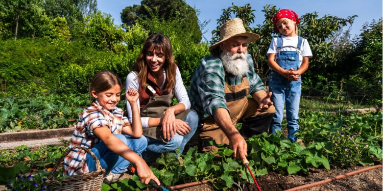 迪拜秋季园艺，城市花园里新鲜蔬菜和植物茁壮成长