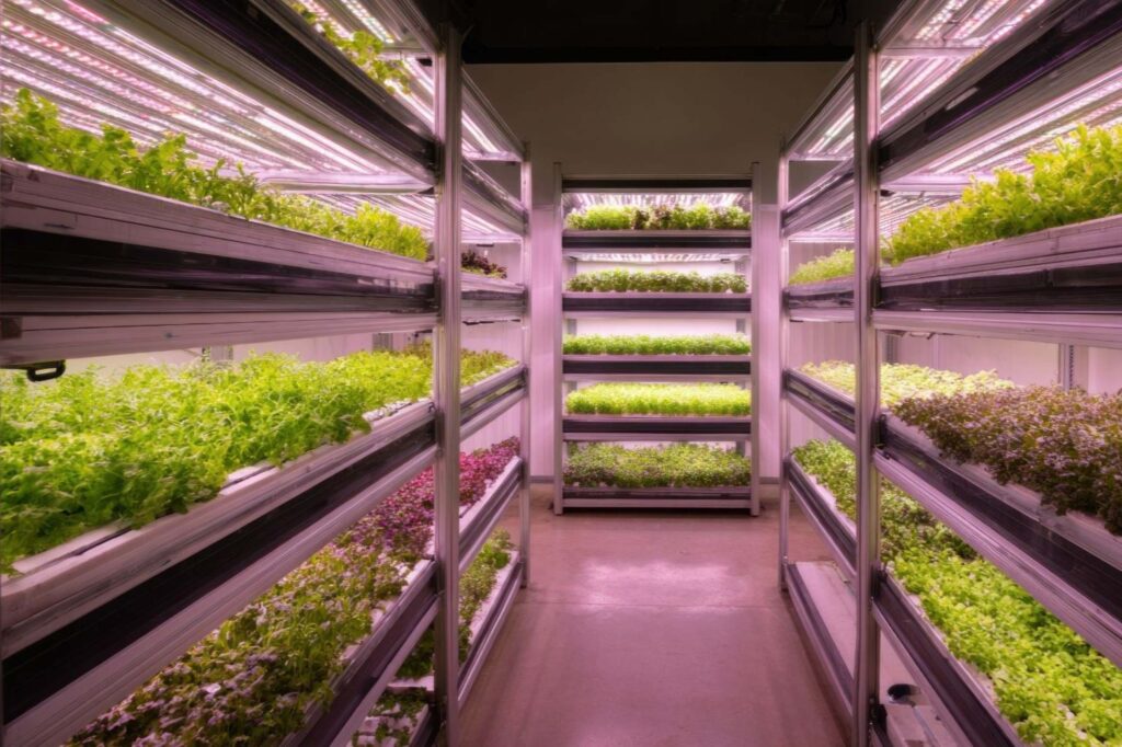 垂直农场温室中种植的水培生菜，农场直达餐桌，新鲜有机可持续