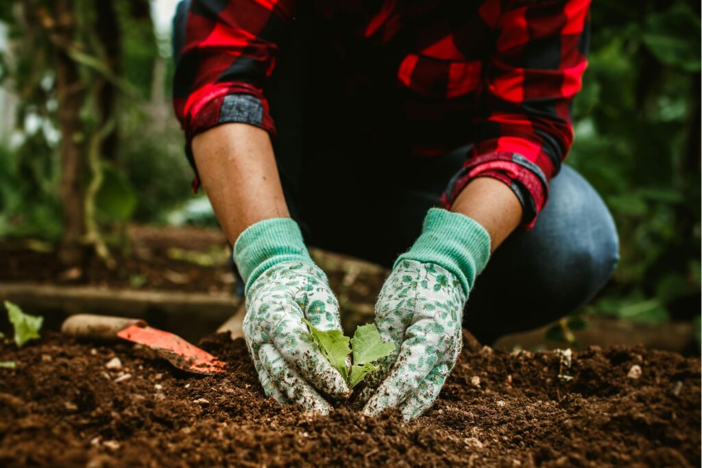 女子在迪拜秋季园艺中种植蔬菜